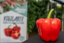 Rentabilidad y resistencias: el nuevo estándar del pimiento california para el mercado europeo
