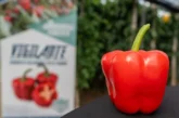 Rentabilidad y resistencias: el nuevo estándar del pimiento california para el mercado europeo