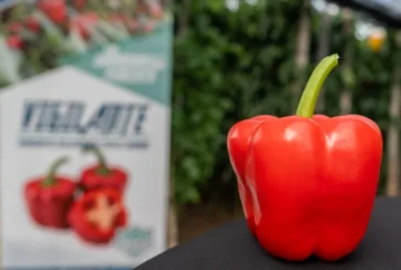Rentabilidad y resistencias: el nuevo estándar del pimiento california para el mercado europeo