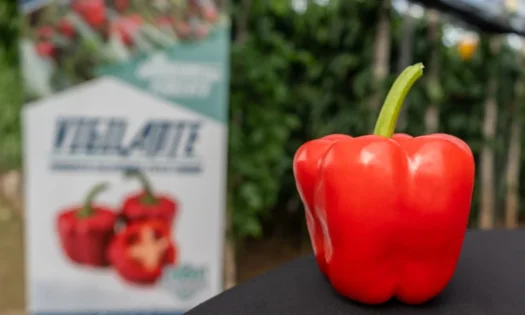 Rentabilidad y resistencias: el nuevo estándar del pimiento california para el mercado europeo