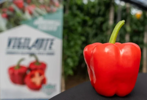 Rentabilidad y resistencias: el nuevo estándar del pimiento california para el mercado europeo