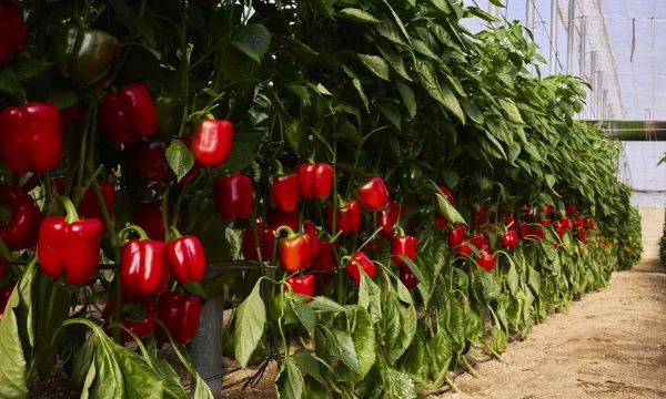 Agricultor Antonio Vicioso con pimiento Bernabel de Harmoniz