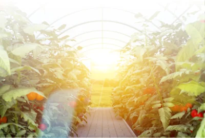 Biosolarización y Biofumigación en la inactivación del Virus Rugoso del Tomate 3