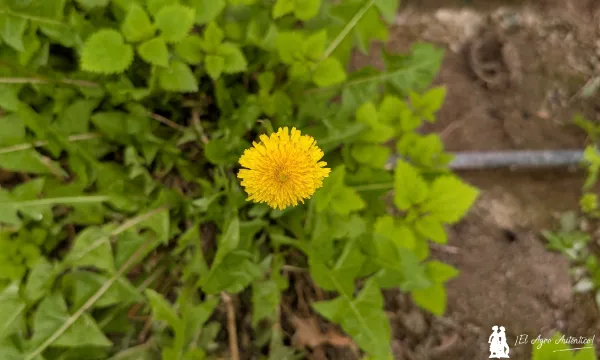 Biodiversidad en la finca de Biotomate / agroautentico.com