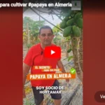 El secreto para cultivar papaya en Almería