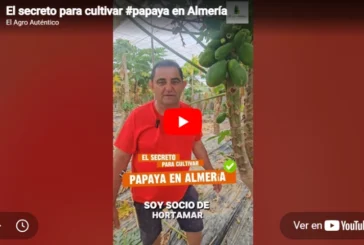 El secreto para cultivar papaya en Almería