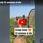 Orange Candy 52 semanas al año