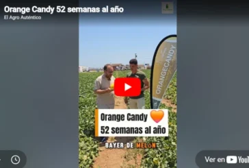 Orange Candy 52 semanas al año