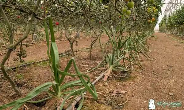 Cebollas y tomates / agroautentico.com