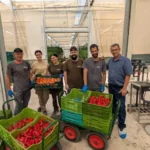 Equipo de la finca experimental de Unica en el PITA de Almería / agroautentico.com