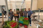 Unica pone en marcha su invernadero experimental del PITA en Almería