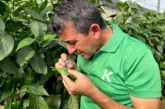 Estrategia para pimiento temprano: claves de Koppert para una campaña de éxito en Adra, Berja y Dalías