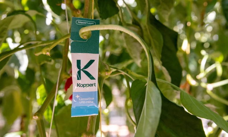 Estrategia para pimiento temprano: claves de Koppert para una campaña de éxito en Adra, Berja y Dalías 2