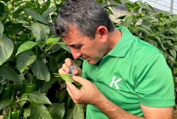 Estrategia para pimiento temprano: claves de Koppert para una campaña de éxito en Adra, Berja y Dalías