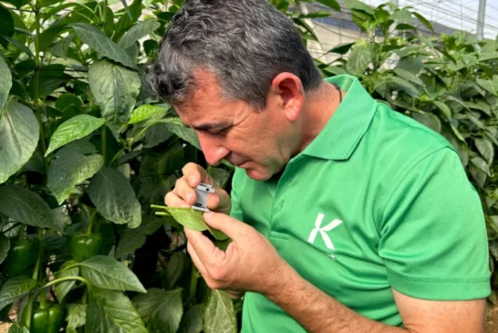 Estrategia para pimiento temprano: claves de Koppert para una campaña de éxito en Adra, Berja y Dalías