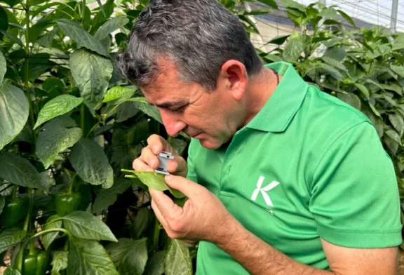 Estrategia para pimiento temprano: claves de Koppert para una campaña de éxito en Adra, Berja y Dalías