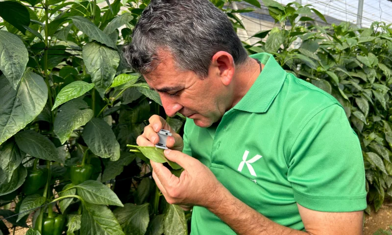 Estrategia para pimiento temprano: claves de Koppert para una campaña de éxito en Adra, Berja y Dalías