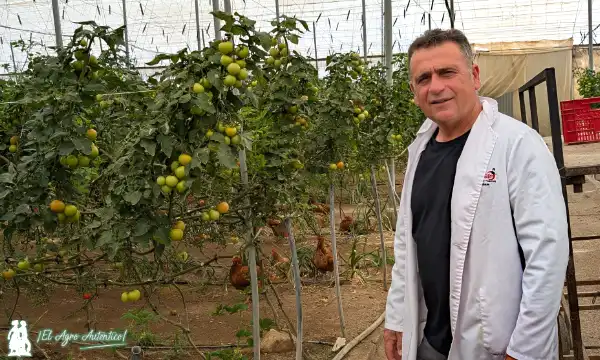 Gallinas control biológico Tuta absoluta / agroautentico.com