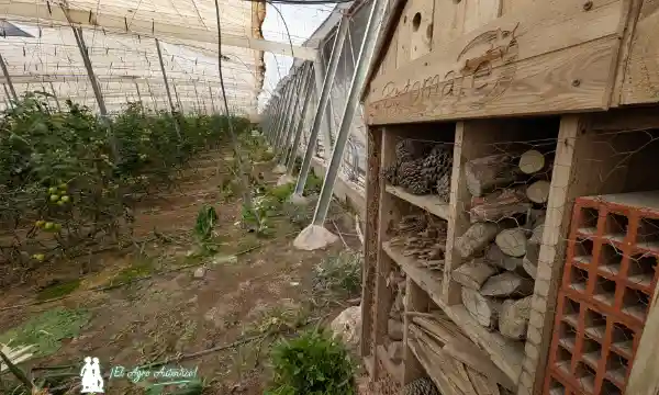 Hotel de insectos en Biotomate / agroautentico.com