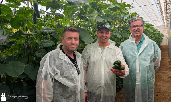 Javier Castillo, Armando Pérez y Patro Torrente con la variedad Piquet / agroautentico.com