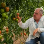 Juan de la Cruz García, especialista de tomate en Syngenta / agroautentico.com