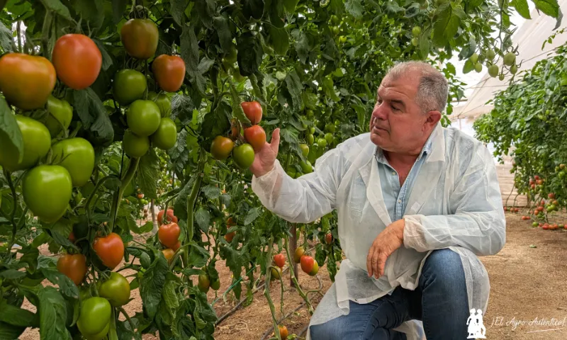 Con Isiaki despedimos la temporada de tomate en Almería