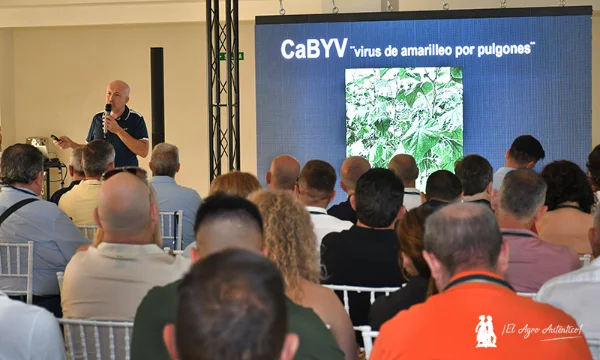 Nunhems da un salto en pepino con variedades resistentes a CaBYV 11