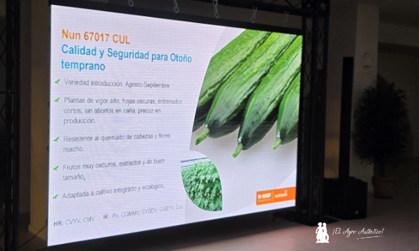 Nunhems da un salto en pepino con variedades resistentes a CaBYV 6