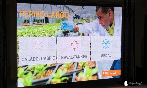 Nunhems da un salto en pepino con variedades resistentes a CaBYV 4