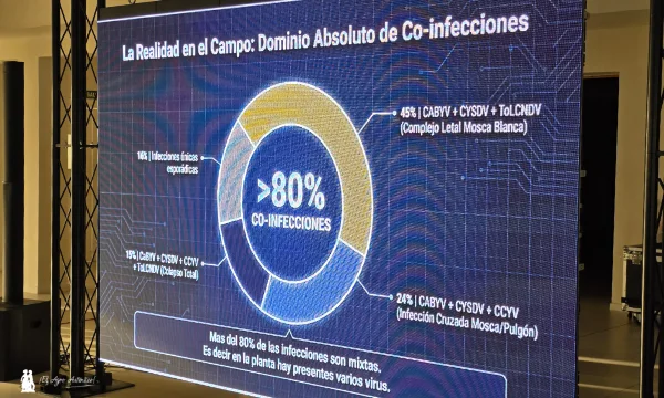 Nunhems da un salto en pepino con variedades resistentes a CaBYV 9