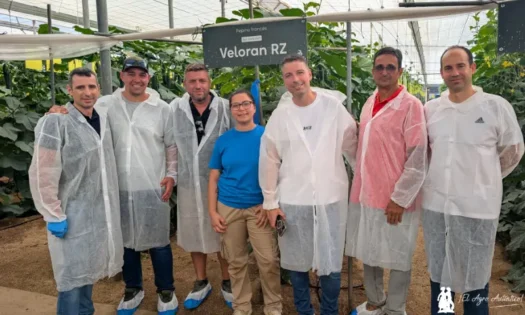 Pepino Veloran de Rijk Zwaan / agroautentico.com