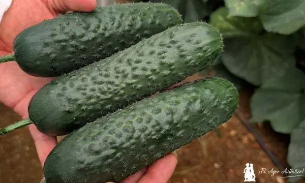 Pepino corto o tipo español de Rijk Zwaan / agroautentico.com
