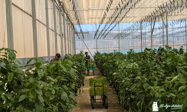 Finca de pimiento en el PITA / agroautentico.com