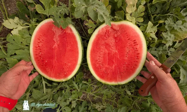 Sandía Paladar / agroautentico.com