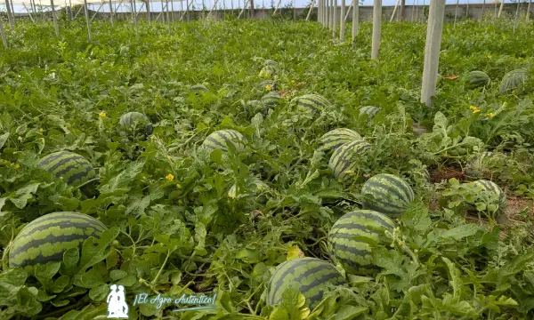 Sandía rayada sin semillas Paladar de Diamond Seeds / agroautentico.com