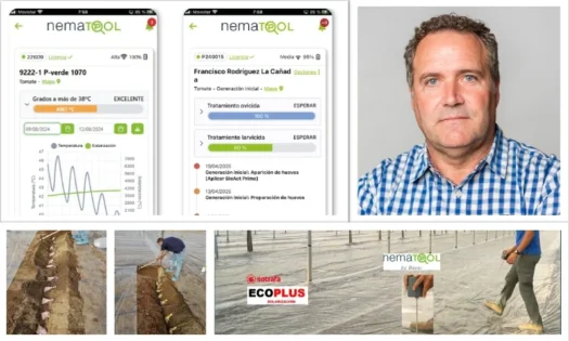 Recomendaciones para mejorar la eficacia de la solarización en el manejo de nematodos
