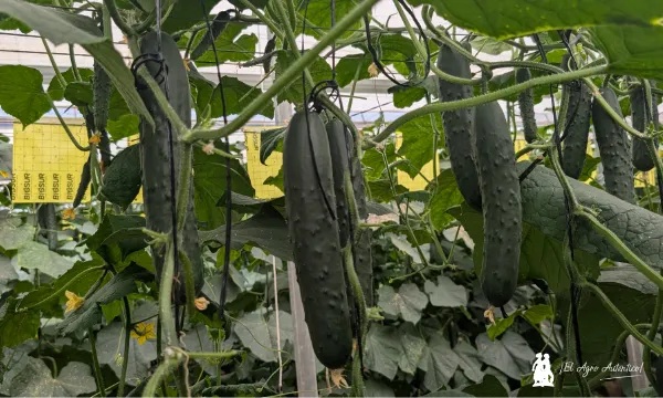 Rijk Zwaan Variedad Veloran RZ / agroautentico.com