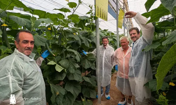 Variedad de pepino Surazo / agroautentico.com