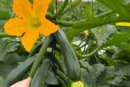 El enraizante Radivell empuja el cultivo de calabacín en sus primeros estadios