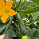 Vellsam mejora el desarrollo vegetativo y la absorción de nutrientes en cultivos de calabacín desde el trasplante