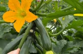 El enraizante Radivell empuja el cultivo de calabacín en sus primeros estadios