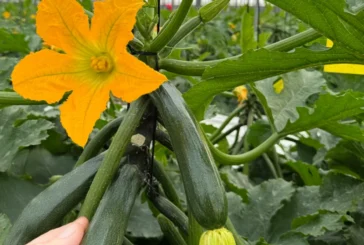 El enraizante Radivell empuja el cultivo de calabacín en sus primeros estadios