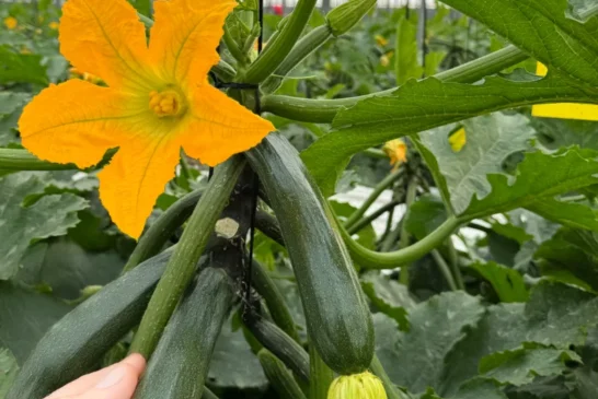 El enraizante Radivell empuja el cultivo de calabacín en sus primeros estadios