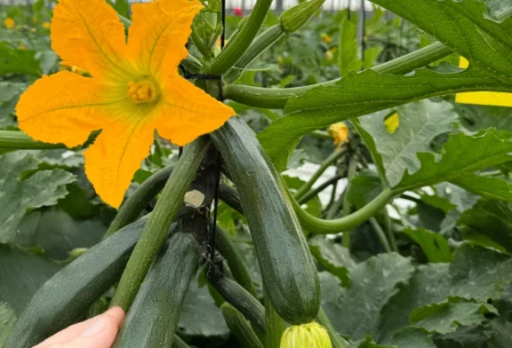 El enraizante Radivell empuja el cultivo de calabacín en sus primeros estadios