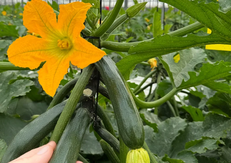 El enraizante Radivell empuja el cultivo de calabacín en sus primeros estadios