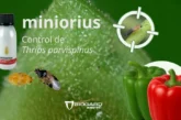 Thrips parvispinus en pimiento, la importancia de anticiparse