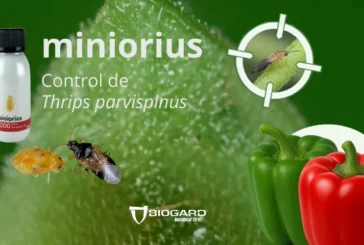 Thrips parvispinus en pimiento, la importancia de anticiparse