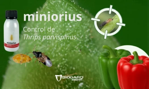 Thrips parvispinus en pimiento, la importancia de anticiparse-agroautentico.com