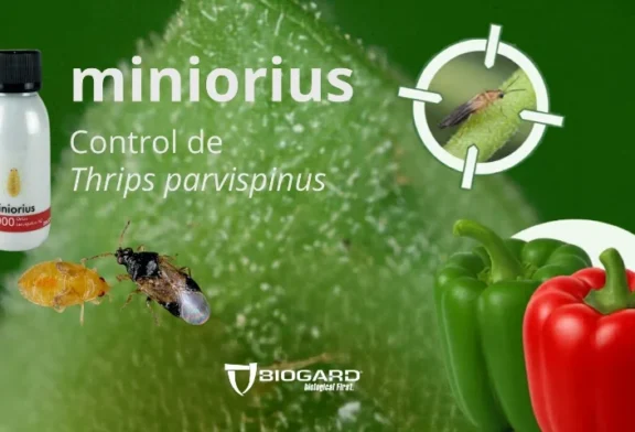 Thrips parvispinus en pimiento, la importancia de anticiparse