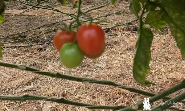 Acolchados de paja / agroautentico.com